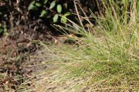 Eleocharis multicaulis