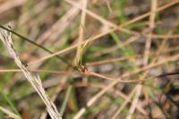 Eleocharis multicaulis