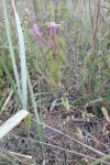 Atocion armeria
