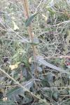 Lactuca serriola