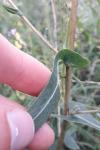 Lactuca serriola