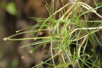 Isolepis fluitans