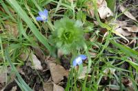 Veronica persica