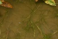 Zannichellia palustris