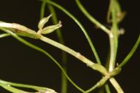 Zannichellia palustris