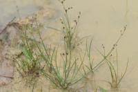 Juncus tenageia