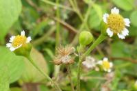 Galinsoga parviflora