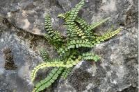 Asplenium trichomanes