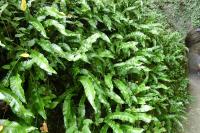 Asplenium scolopendrium