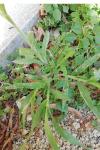 Panicum capillare