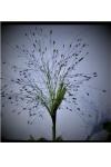 Panicum capillare