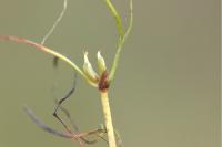 Zannichellia palustris