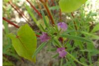 Misopates orontium