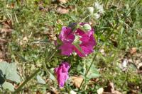 Alcea rosea
