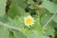 Sonchus oleraceus