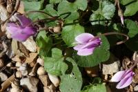 Cyclamen hederifolium