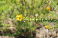 Ulex minor