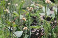 Laphangium luteoalbum