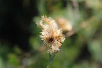 Laphangium luteoalbum