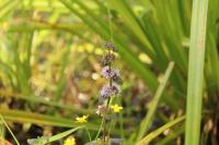 Mentha arvensis