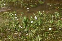 Baldellia repens