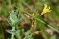 Hypericum elodes