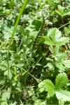 Spiranthes spiralis