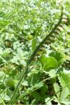Spiranthes spiralis