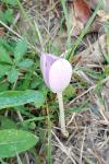 Colchicum autumnale