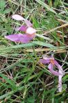 Colchicum autumnale
