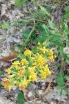 Solidago virgaurea
