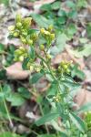 Solidago virgaurea