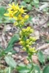 Solidago virgaurea
