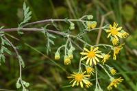 Jacobaea erucifolia