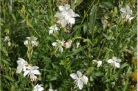Oenothera lindheimeri