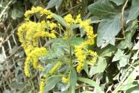 Solidago canadensis