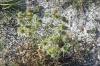 Eryngium campestre