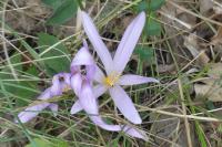 Colchicum autumnale