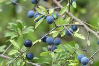 Prunus spinosa