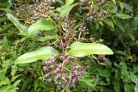 Viburnum tinus