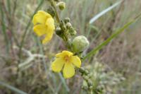 Verbascum pulverulentum