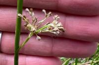 Juncus effusus