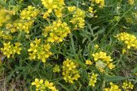 Rorippa sylvestris