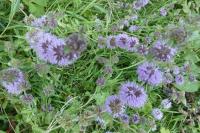 Mentha pulegium