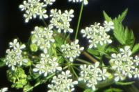 Anthriscus sylvestris