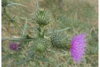Cirsium vulgare