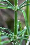 Equisetum arvense