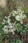 Eryngium campestre