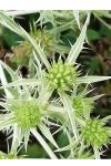 Eryngium campestre