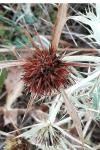 Eryngium campestre